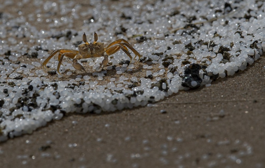 A crab amidst of microplastic beads that fouled Sri Lankan beaches